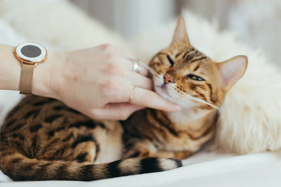 interactive cat ball